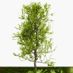 Natural Green Tree