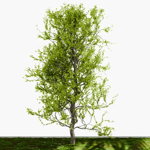 Natural Green Tree