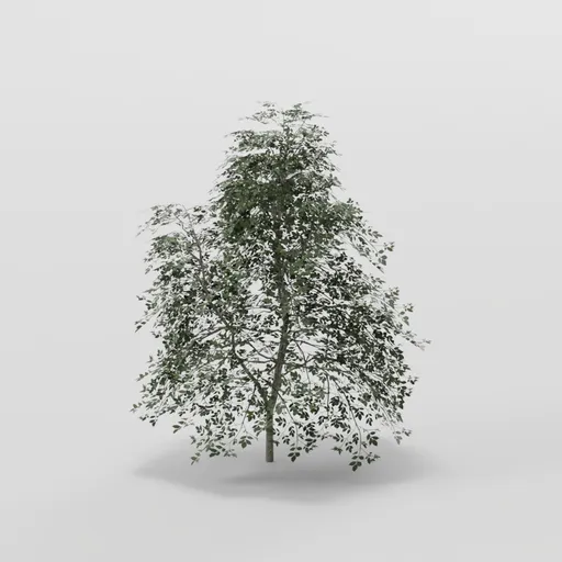 Dense Elder Tree