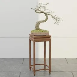 Elegant Twisted Bonsai Tree