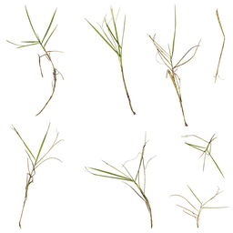 Zoysia japonica Atlas