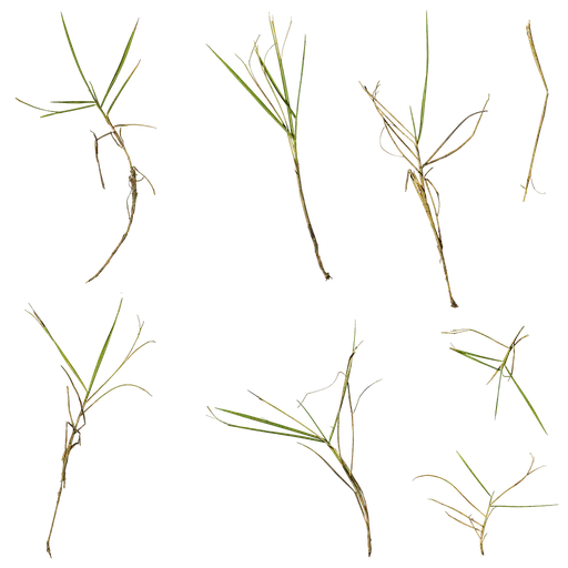 Zoysia japonica Atlas