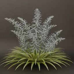 SJ- Mystic Canopy Shrub
