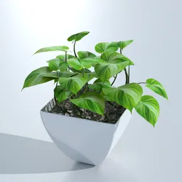 Money plant