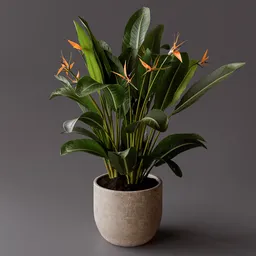 Flowering Strelitzia Plant in Pot