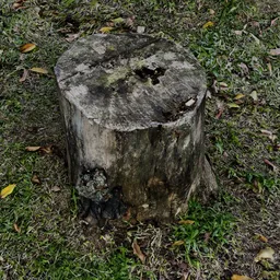 Cut tree trunk