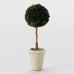 Boxwood Topiary Tree In Stone Pot