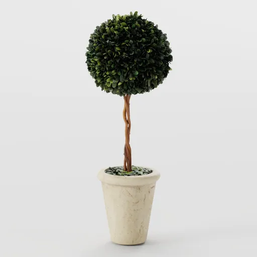 Boxwood Topiary Tree In Stone Pot