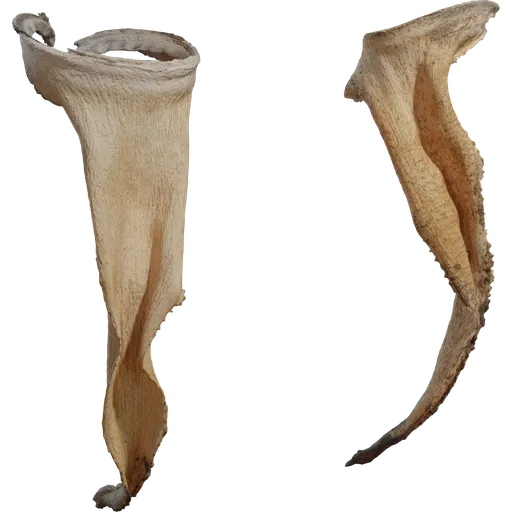 Dry Quiver Leaf