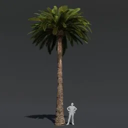 "High quality cinematic-ready Tree Date Palm 3D model for Blender 3D with PBR textures and materials. Perfect for game assets, island environments and colossal scales. Provides detailed body elements and proportional imagery."