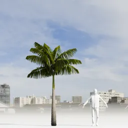 Imperial PalmTree