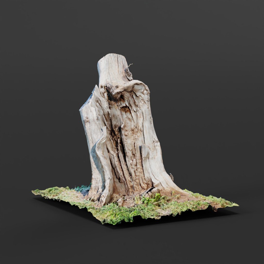 Dead Tree Stump | FREE Trees models | BlenderKit