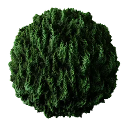 Conifer Tree Green