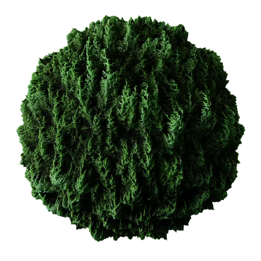 Conifer Tree Green