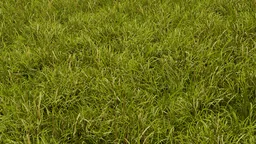 Animated Grass