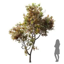 Fruit Tree - Prunus Salicina Plum