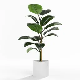 "Indoor nature 3D model of a Ficus Elastica plant in a white pot by Mac Conner. Modeled in Blender 3D and inspired by Abraham Willaerts, this featureless plant is perfect for adding a clean and simple aesthetic to any project."