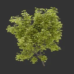Shrub Autumn Plant