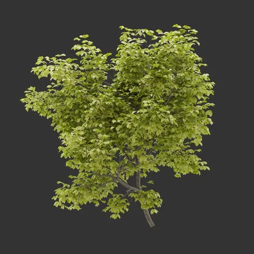 Shrub Autumn Plant