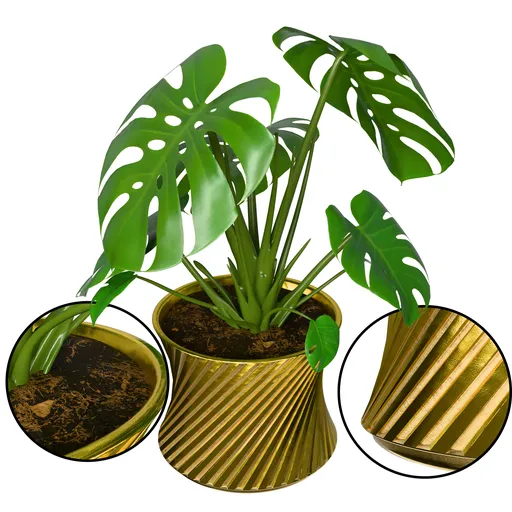 Monstera Plant