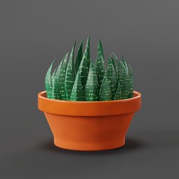 Succulent plant