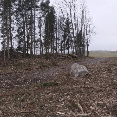 Hochsal Forest