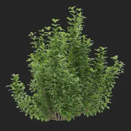 Simple Bush plant