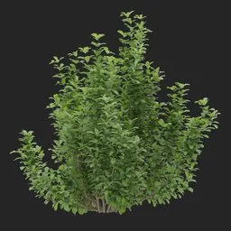 Simple Bush plant