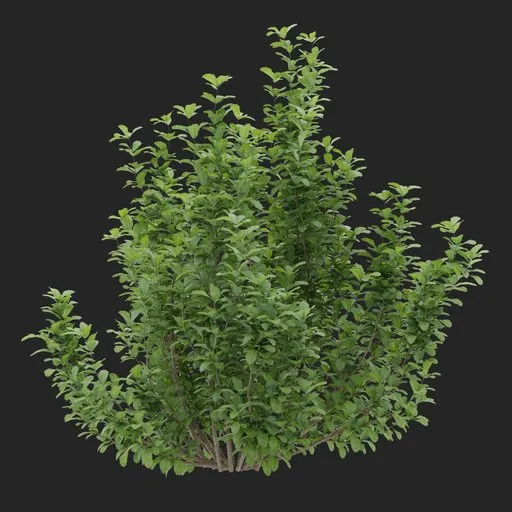 08_08_Simple Bush plant | Outdoor Plants models | Blendkit