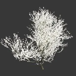 Tree White Sakura
