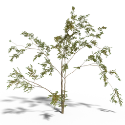 Combretum molle tree