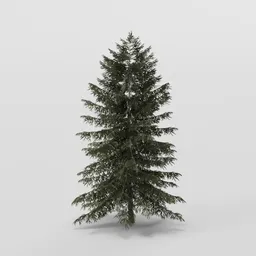 Small Dense Spruce