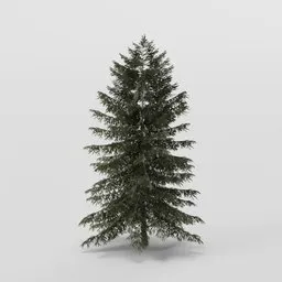 Small Dense Spruce