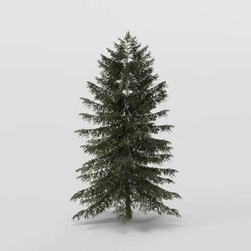 Small Dense Spruce