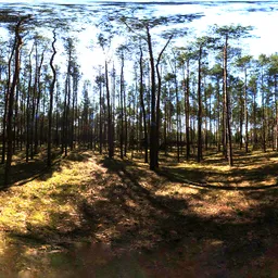 Pine forest 10k, unclipped