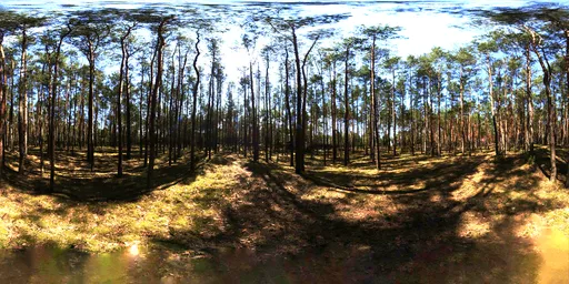 Pine forest 10k, unclipped