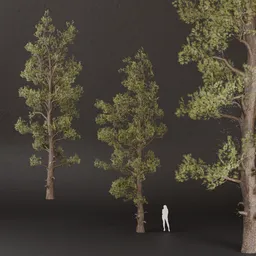 SJ-Ancient Pine Watcher