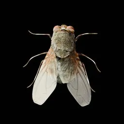 Fly