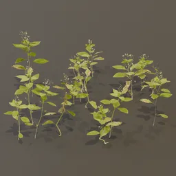 Balsam Impatiens Perviflora Plant Small