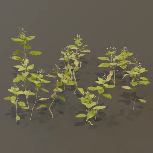 Balsam Impatiens Perviflora Plant Small
