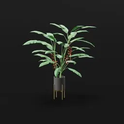Heliconia Lobster Plant Large Potted