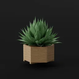 Plant Agave Pot