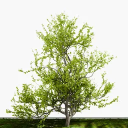 Short Decidious Tree