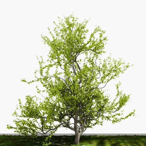 Short Decidious Tree