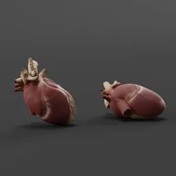 Realistic 3D model of a detailed heart for Blender, with intricate textures and anatomical accuracy.