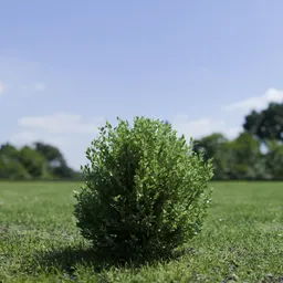 Shurb - BuxtusSempervirens Boxwood