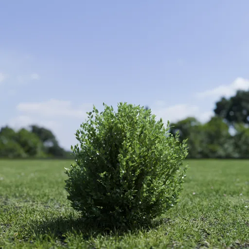 Shurb - BuxtusSempervirens Boxwood