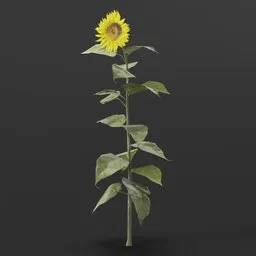 Realistic 3D sunflower model with customizable color node for Blender, ideal for game assets and virtual landscaping.
