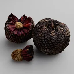 Araucaria Pine Cone Pack