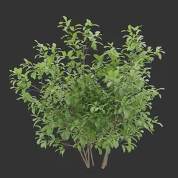 Simple Bush plant